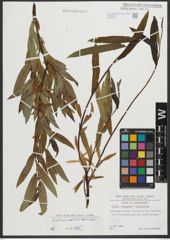 Foto von Salix purpurea L. x Salix viminalis L.